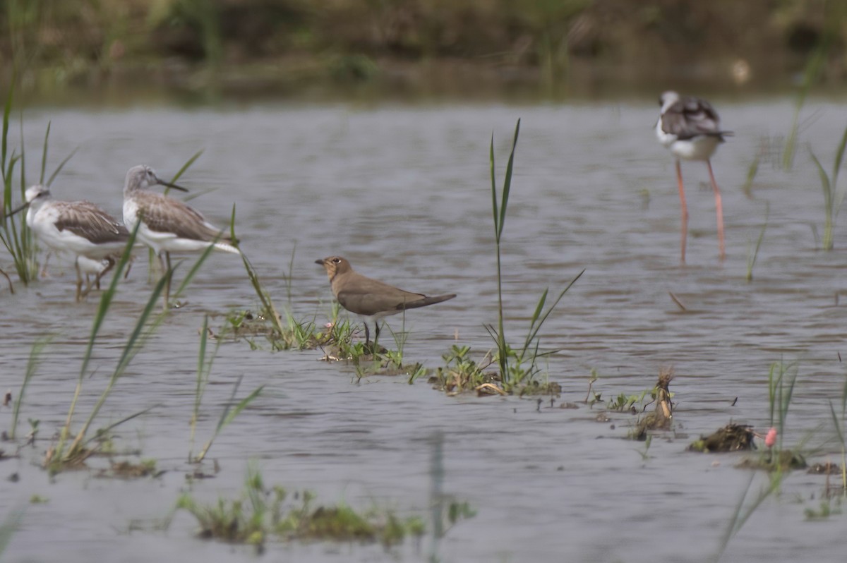 ツバメチドリ - ML644352567