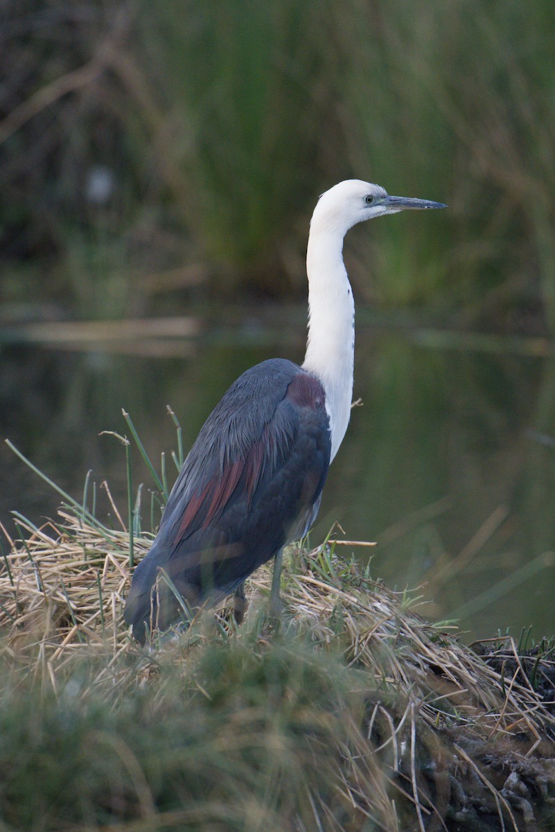 Weißhalsreiher - ML644352574