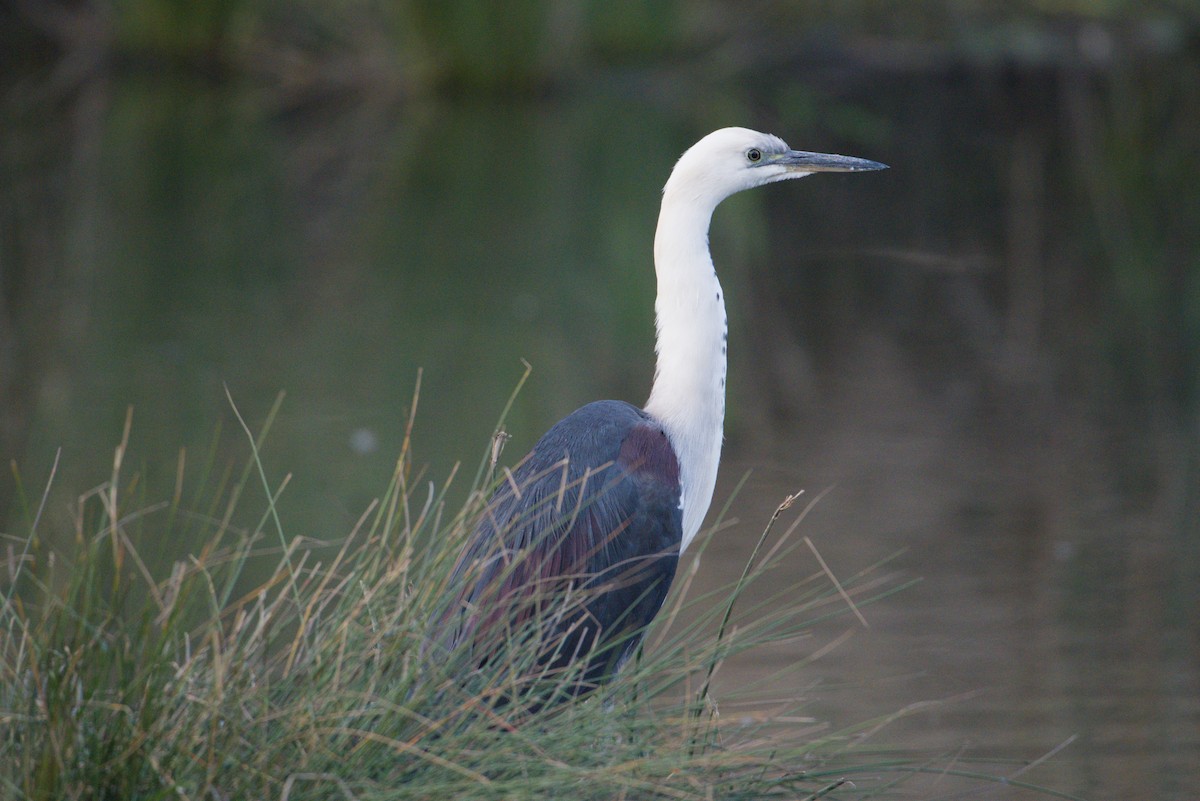 Weißhalsreiher - ML644352575