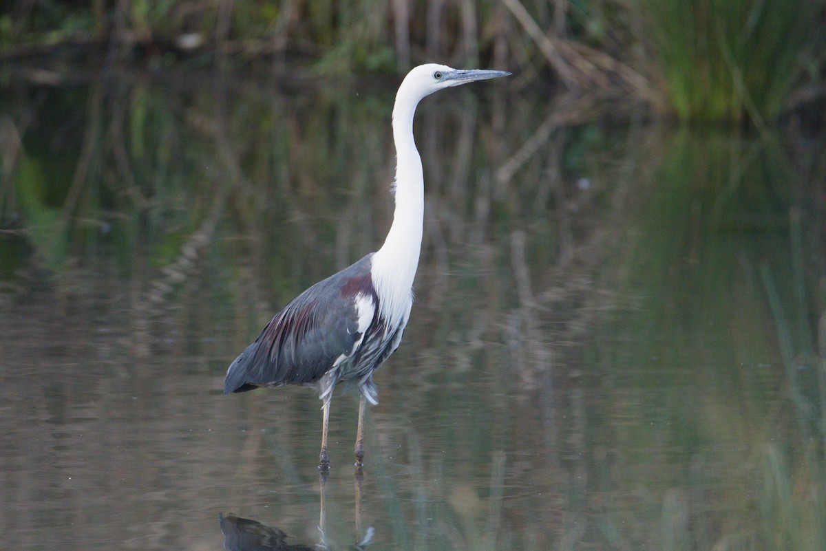 Weißhalsreiher - ML644352576