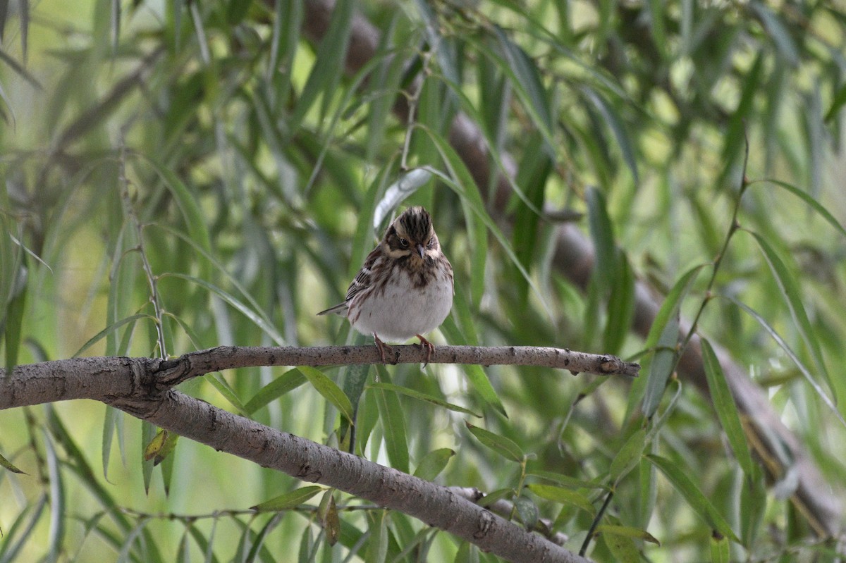 Rustic Bunting - ML644352580