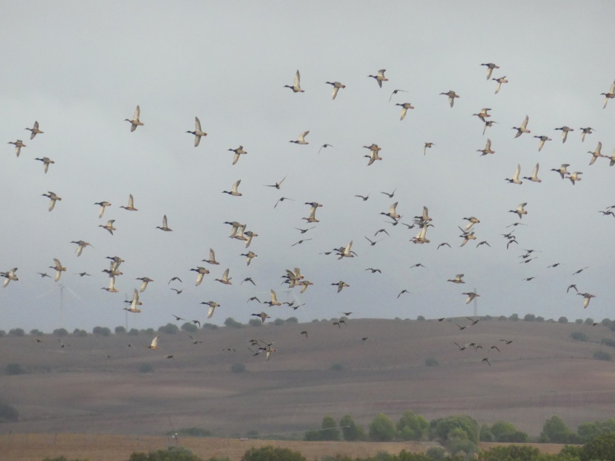 Canard colvert - ML644352581