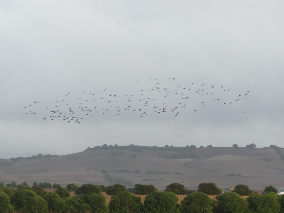 Canard colvert - ML644352585