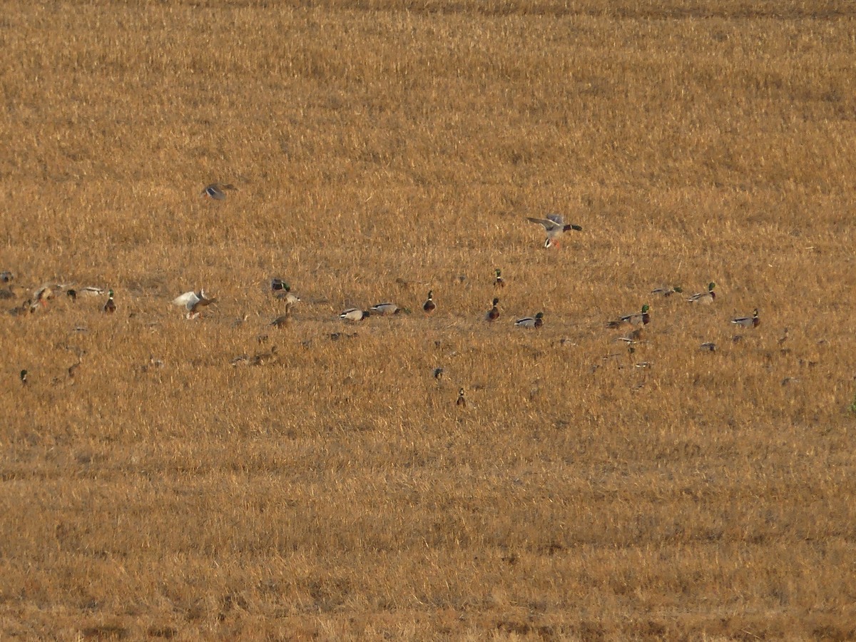 Canard colvert - ML644352588