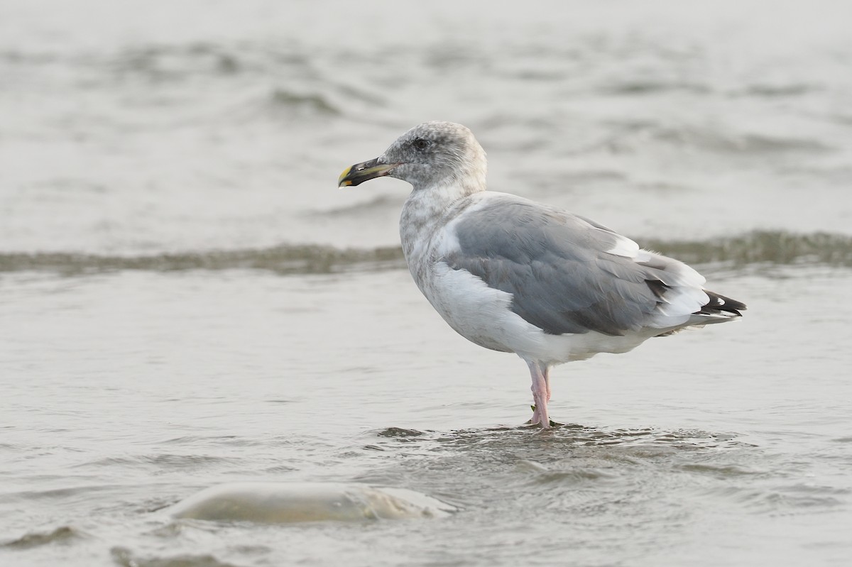 アメリカオオセグロカモメ - ML644352600