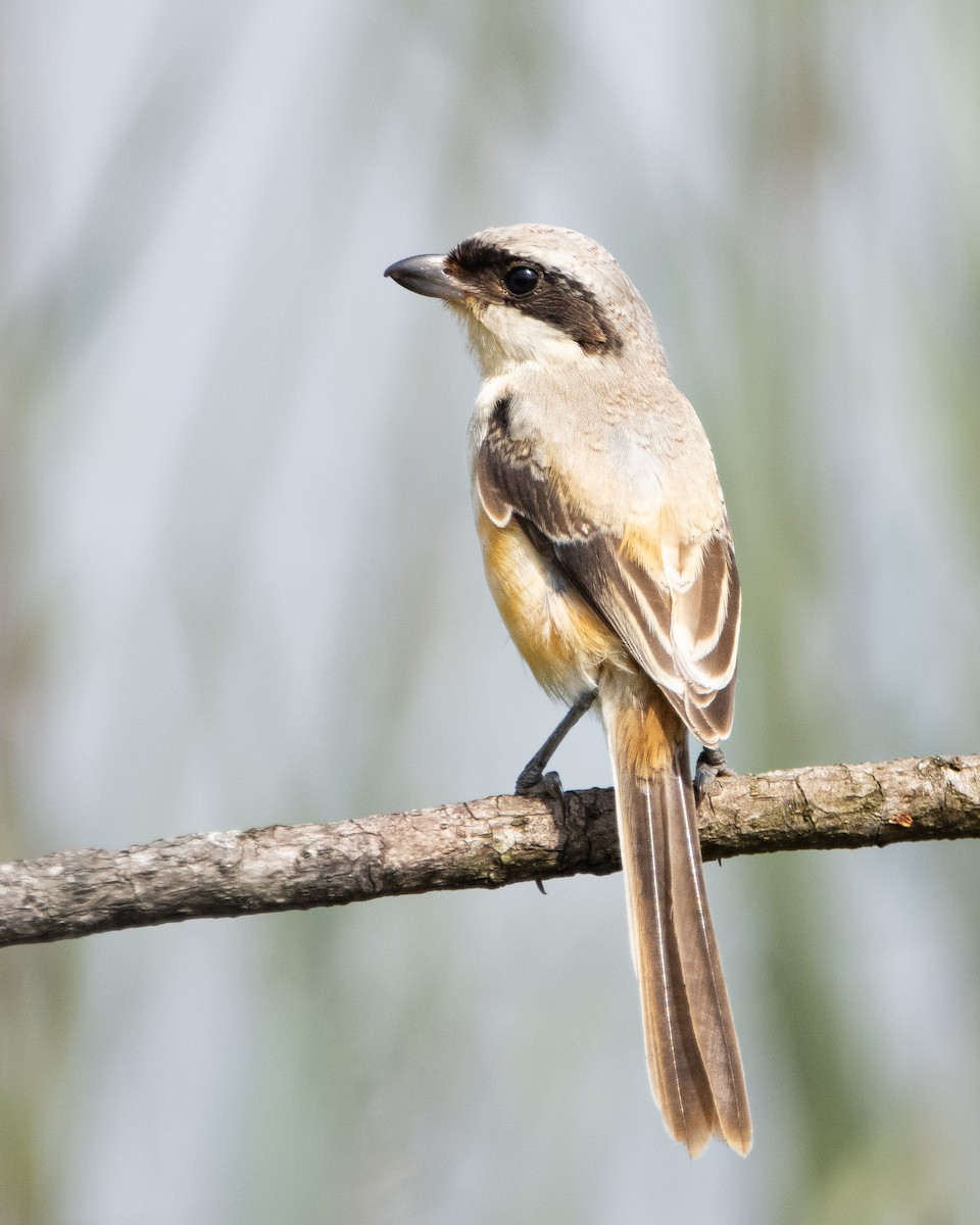 Long-tailed Shrike - ML644352602