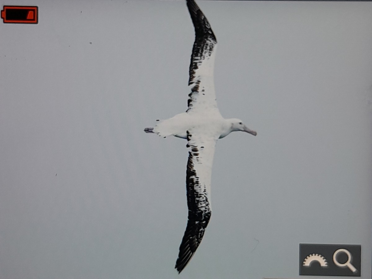 Antipodenalbatros (antipodensis) - ML644352607