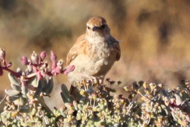 lark sp. - ML644352609