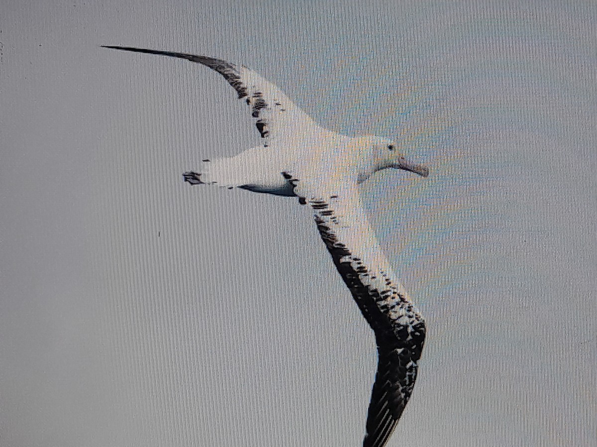 Antipodenalbatros (antipodensis) - ML644352630