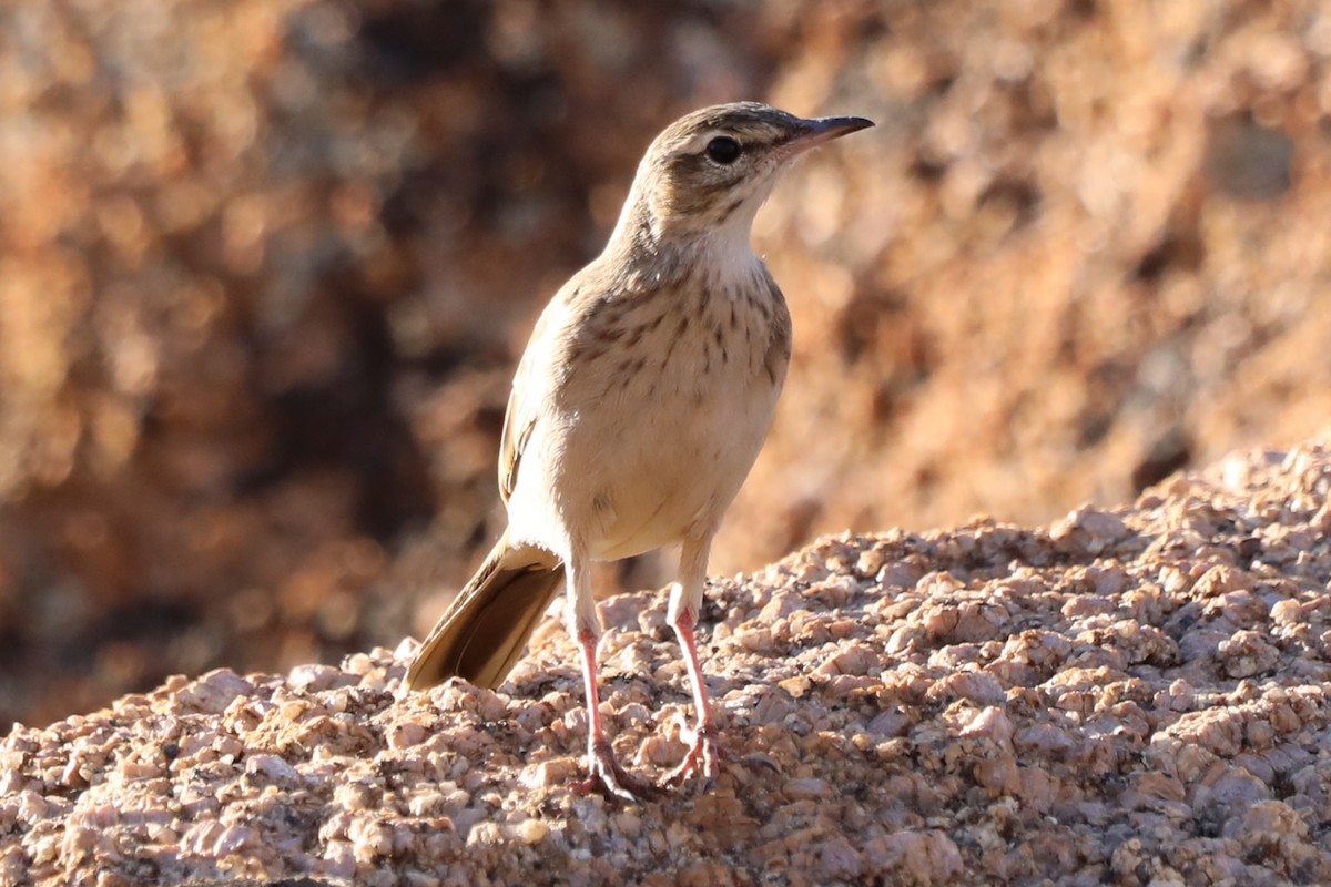 African Pipit - ML644352635