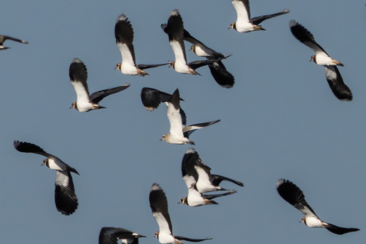 Vanneau sociable - ML644352650