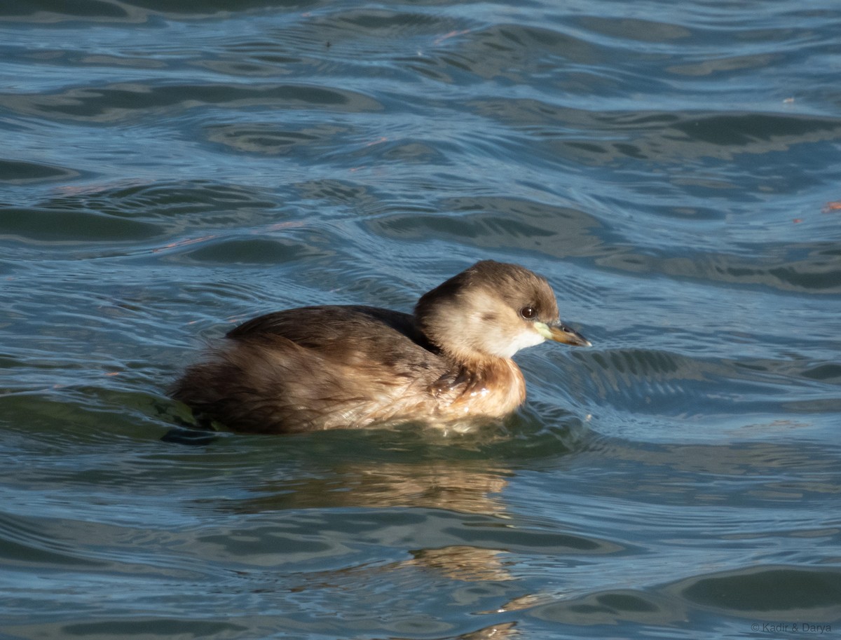 Little Grebe - ML644352656