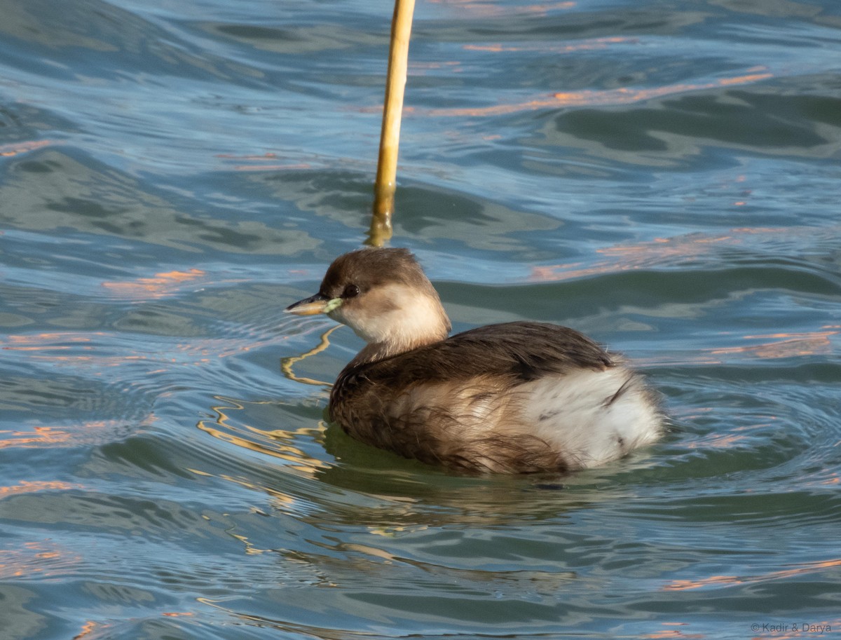Little Grebe - ML644352657
