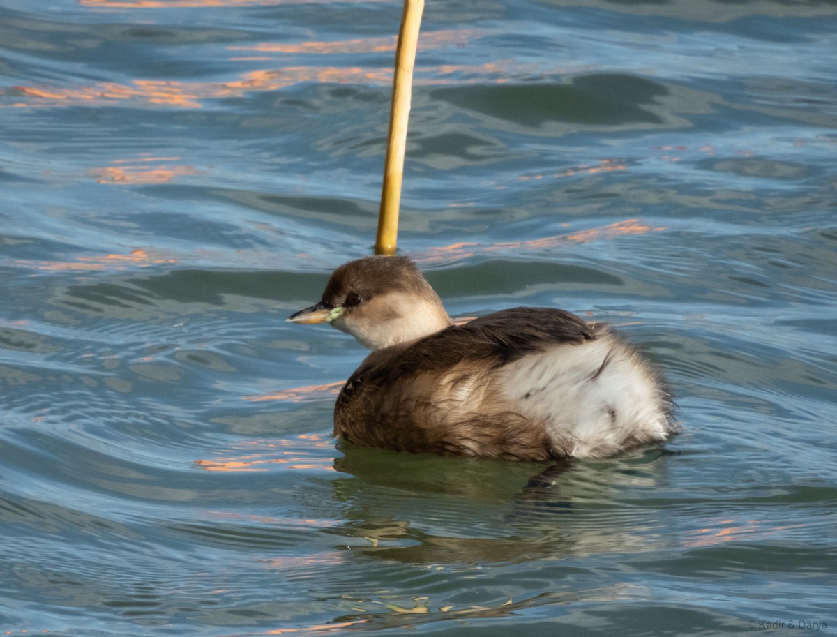 Little Grebe - ML644352658
