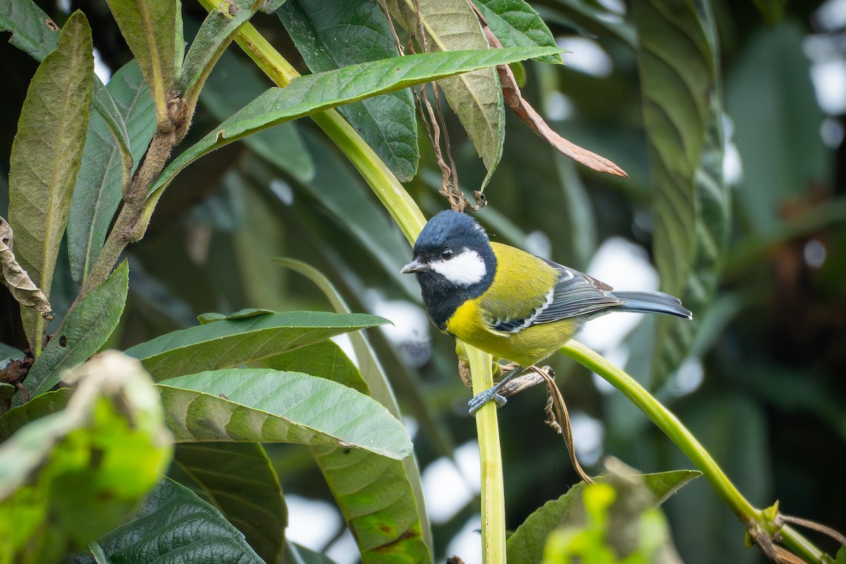 Mésange montagnarde - ML644352659