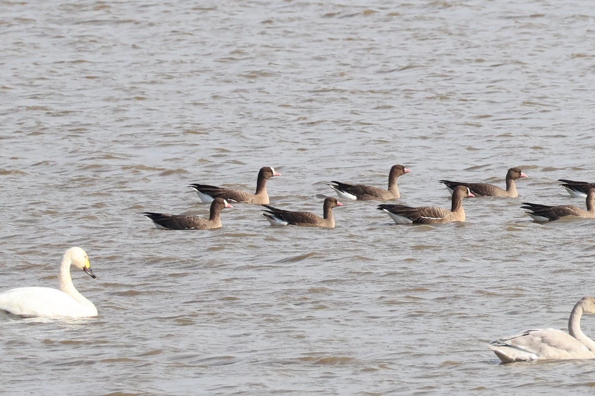 Lesser White-fronted Goose - ML644352660