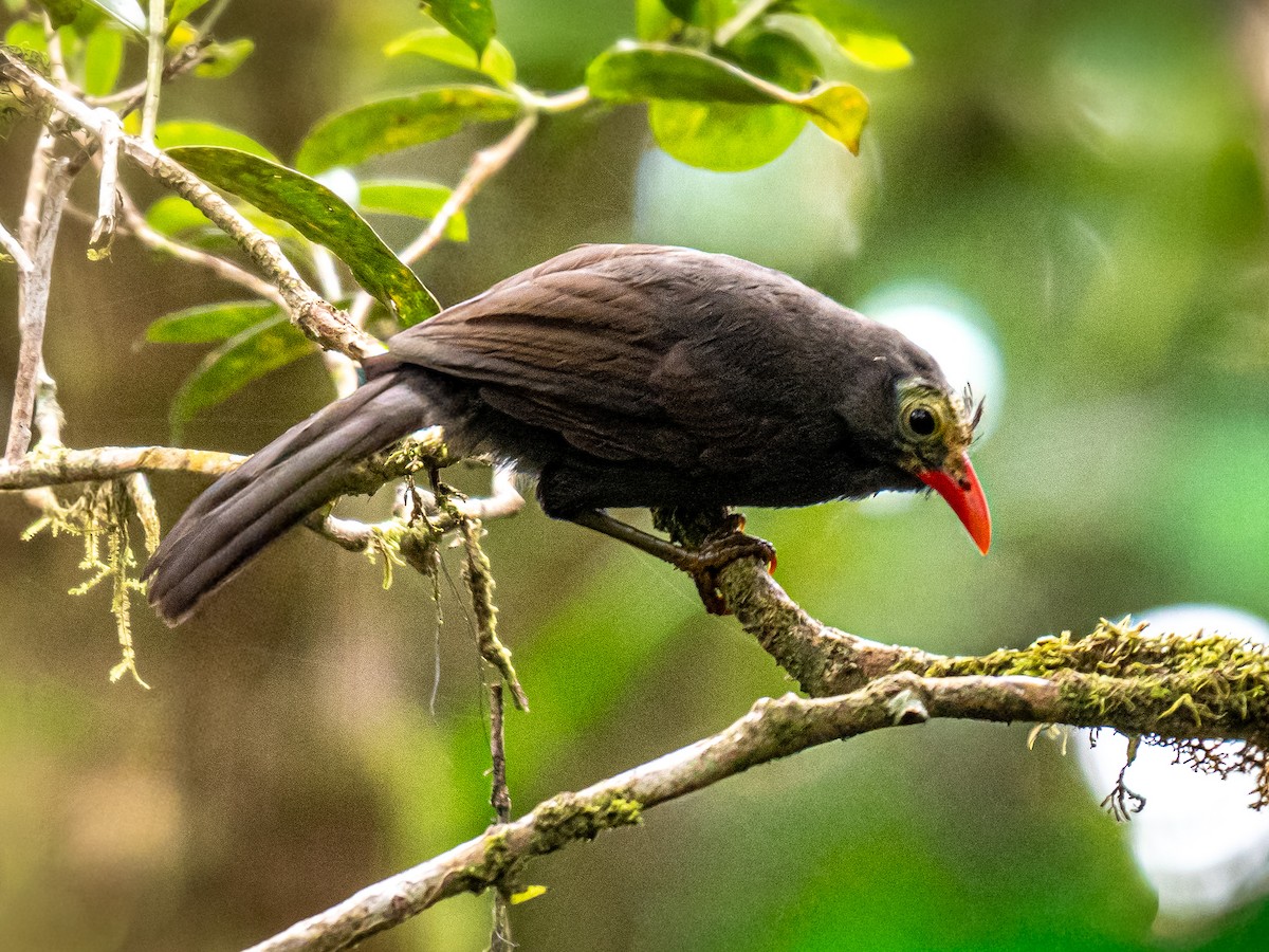 Bare-headed Laughingthrush - ML644352664