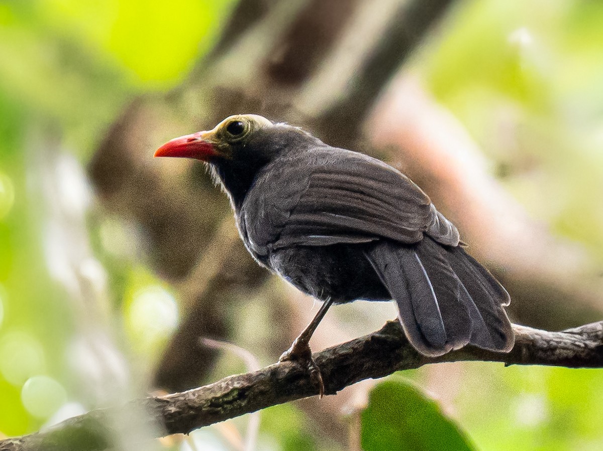 Bare-headed Laughingthrush - ML644352665