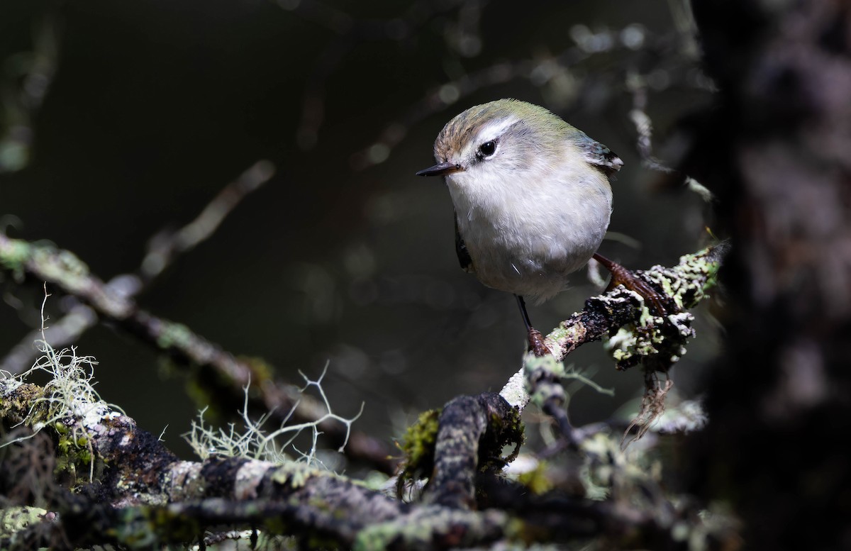 Rifleman - ML644352675