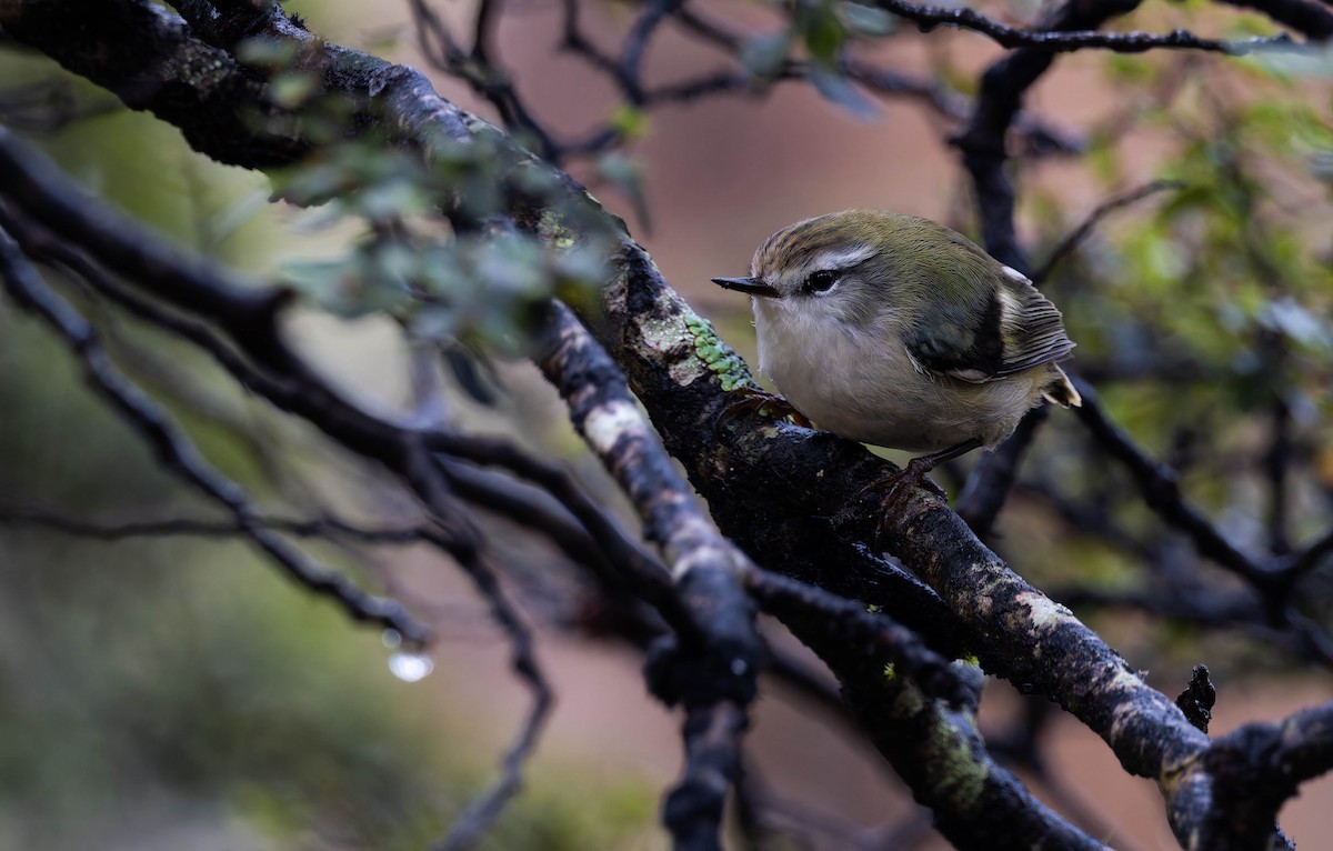 Rifleman - ML644352676