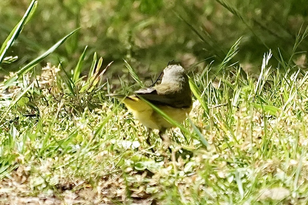 Yellow-rumped Thornbill - ML644352684