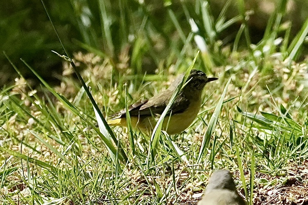 Yellow-rumped Thornbill - ML644352685