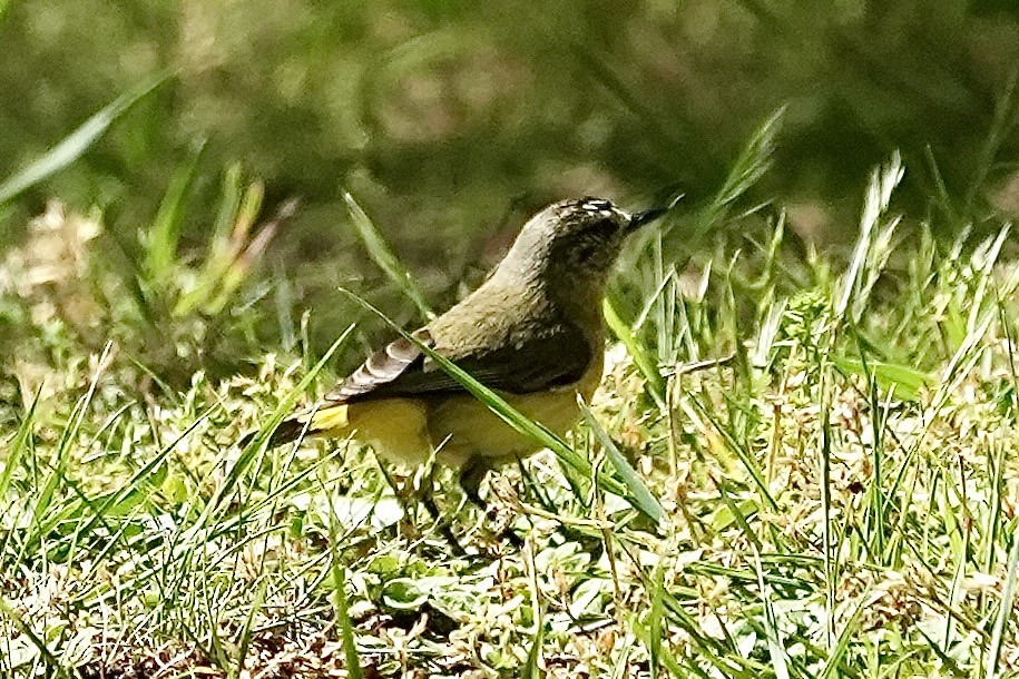 Yellow-rumped Thornbill - ML644352686