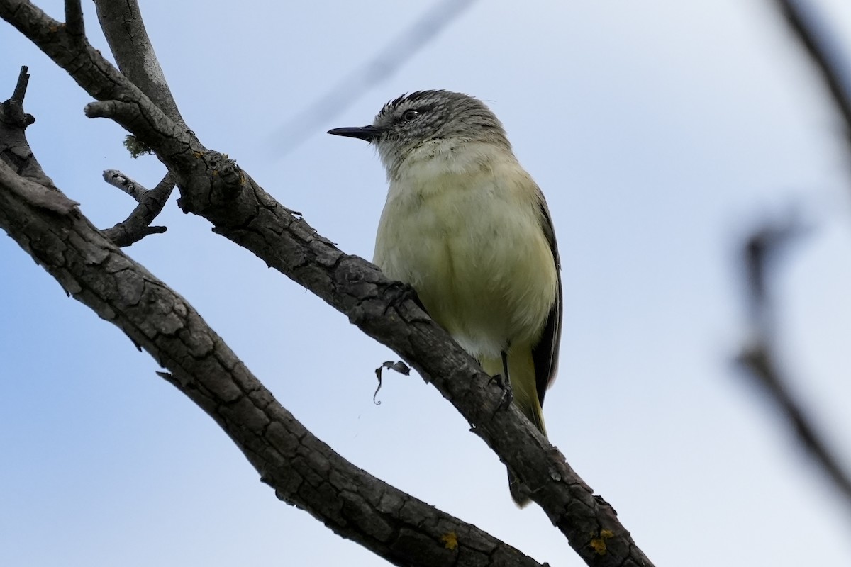 Yellow-rumped Thornbill - ML644352687