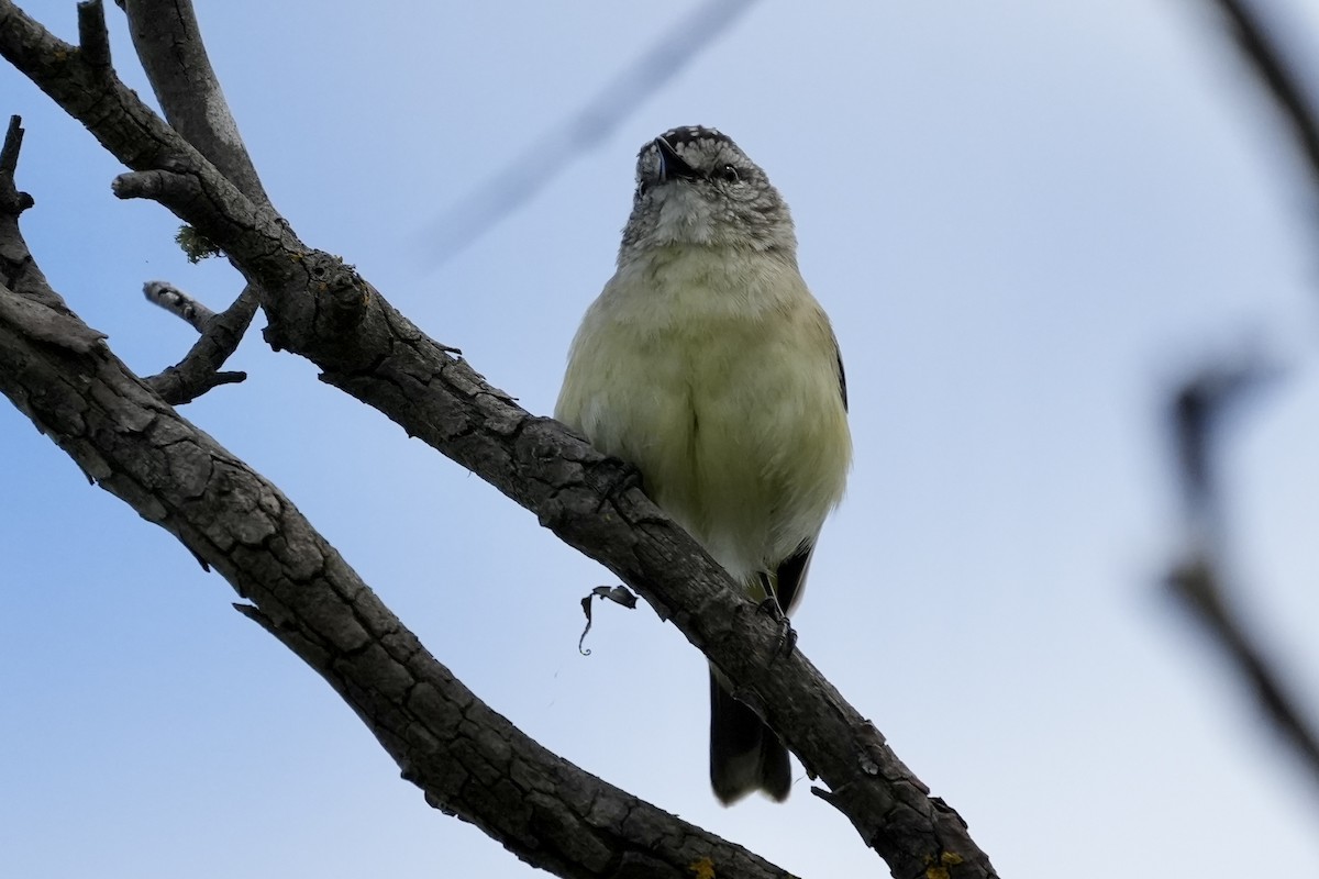 Yellow-rumped Thornbill - ML644352688