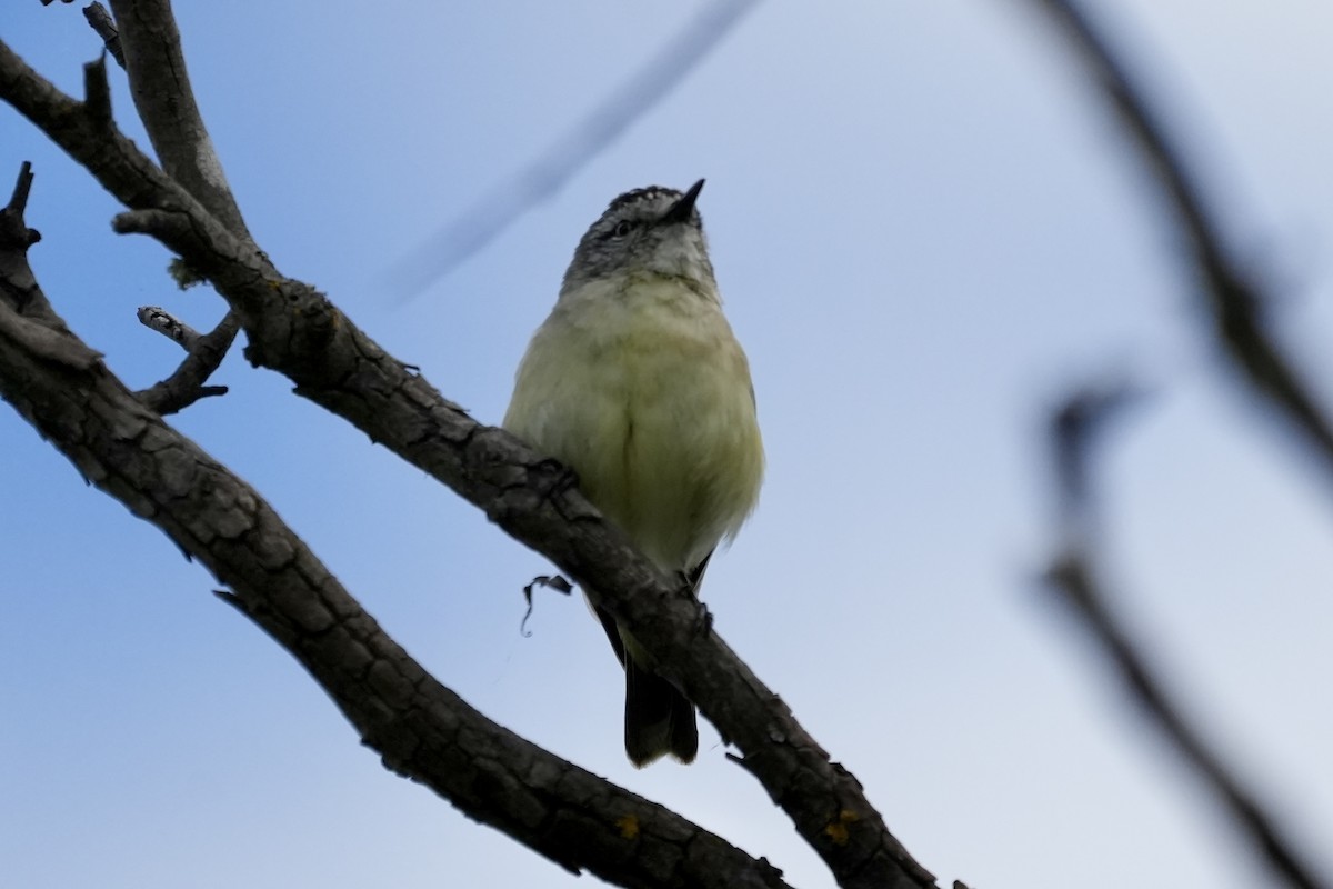 Yellow-rumped Thornbill - ML644352689