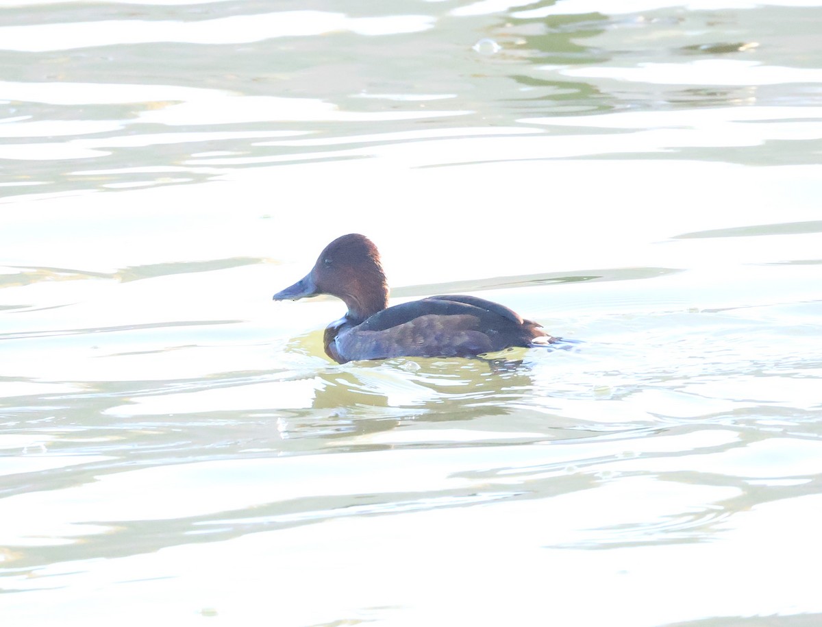 Ferruginous Duck - ML644352700