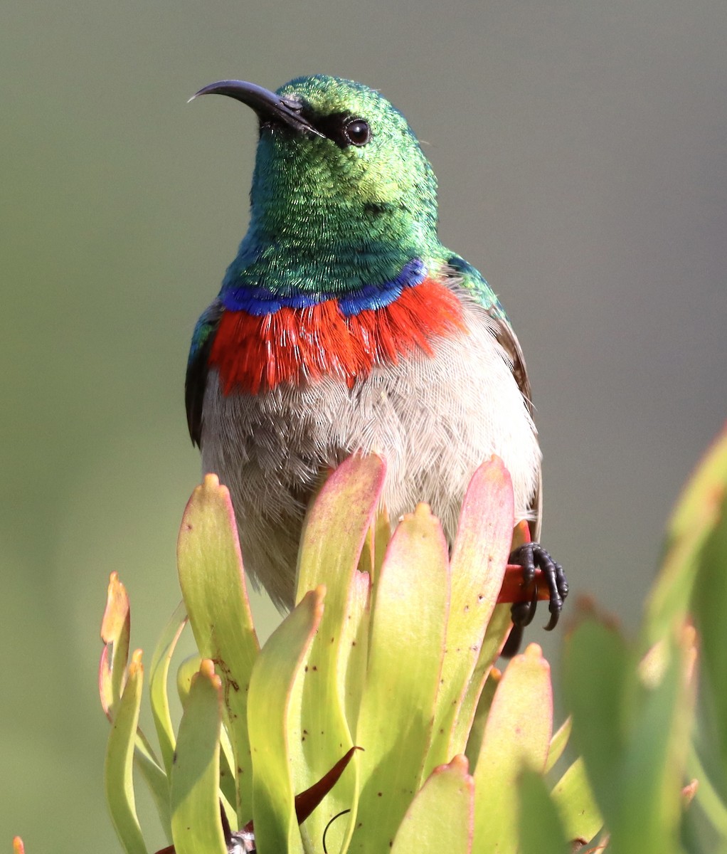 Güneyli Çift Kuşaklı Nektarkuşu - ML644352701