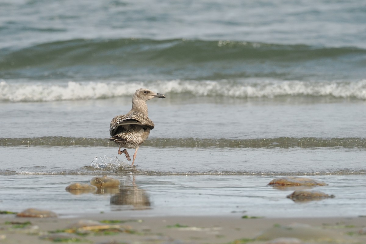 アメリカオオセグロカモメ - ML644352705