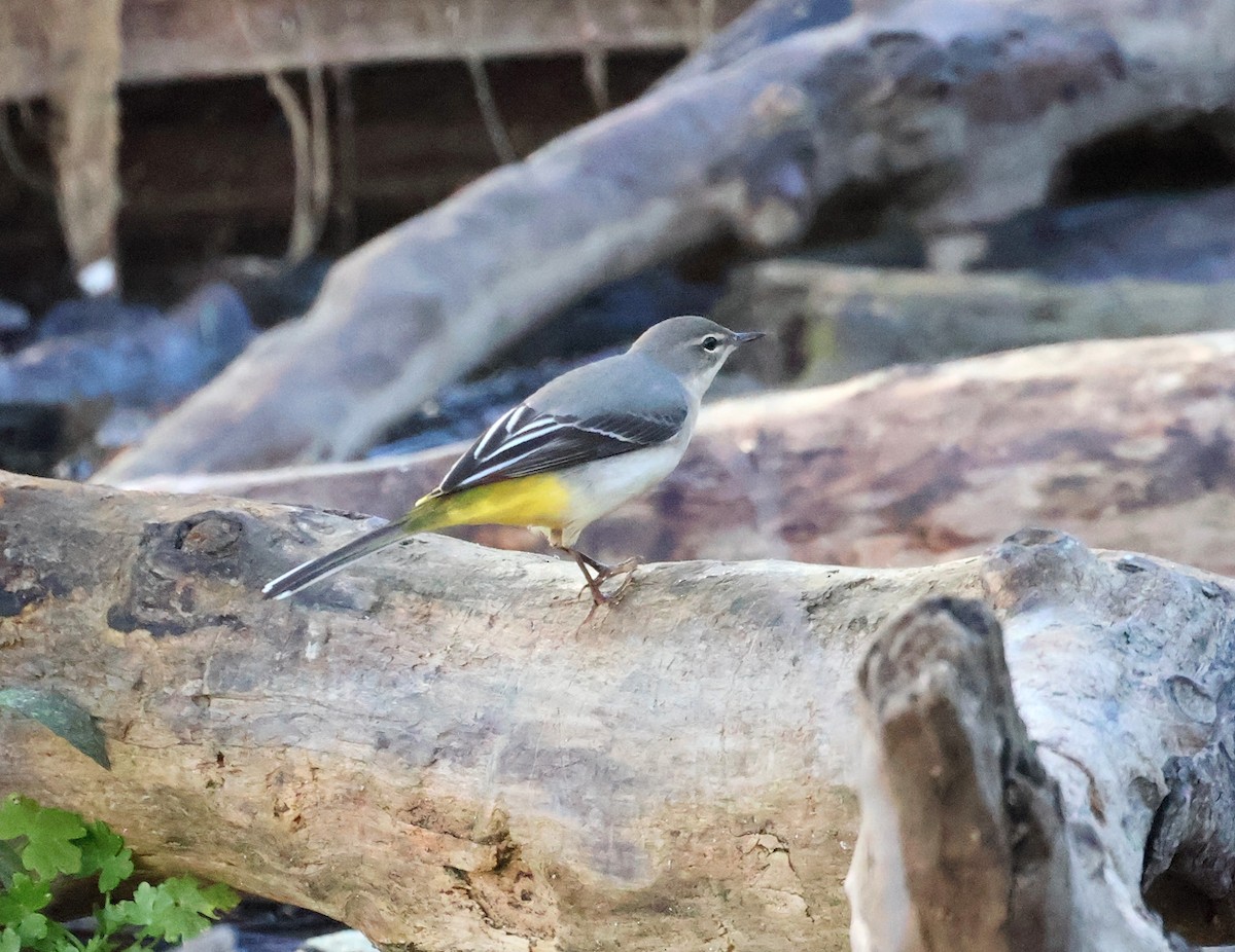 Gray Wagtail - ML644352706