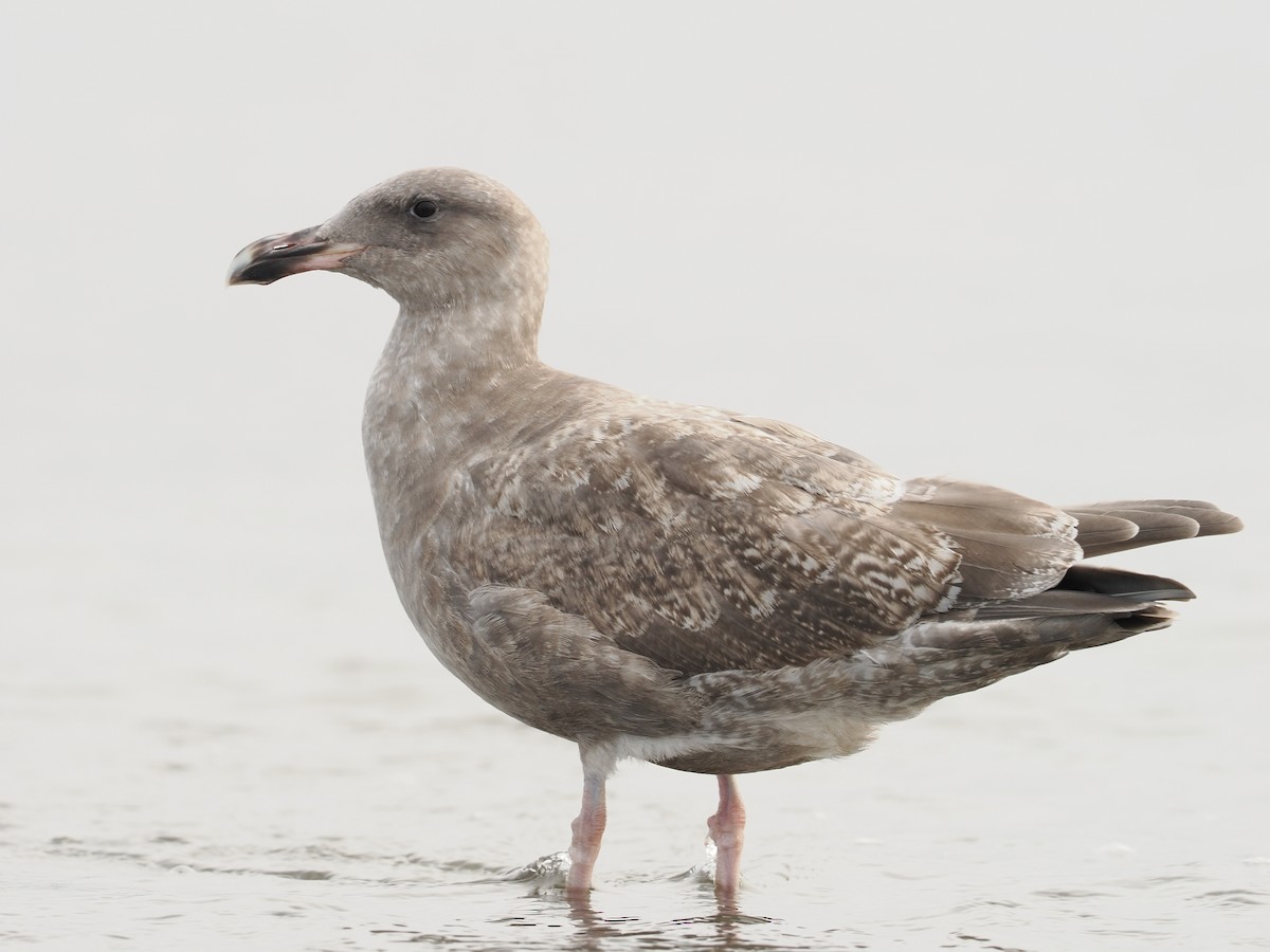 アメリカオオセグロカモメ - ML644352714