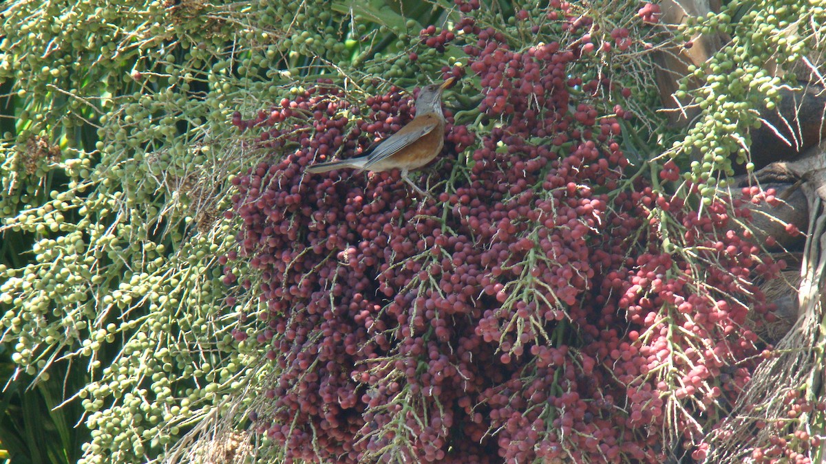 Rufous-backed Robin - ML644352729