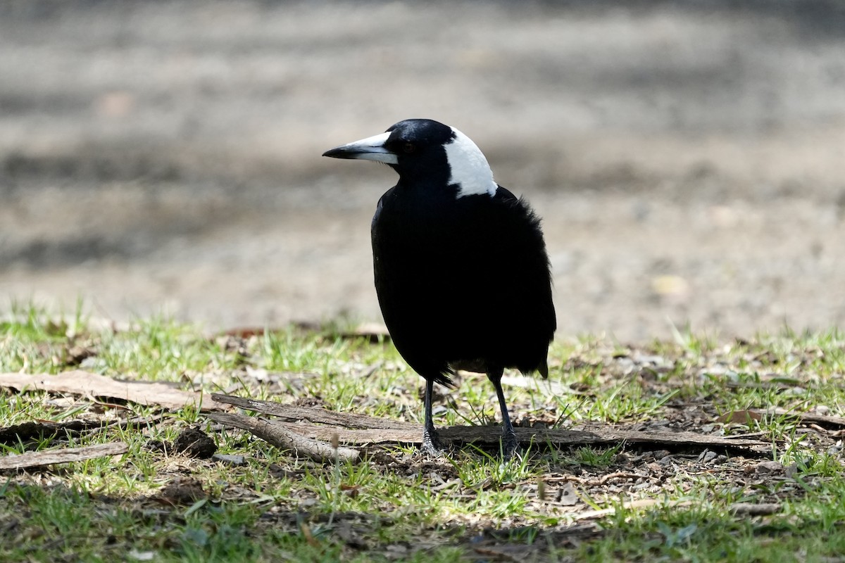 Cassican flûteur - ML644352758