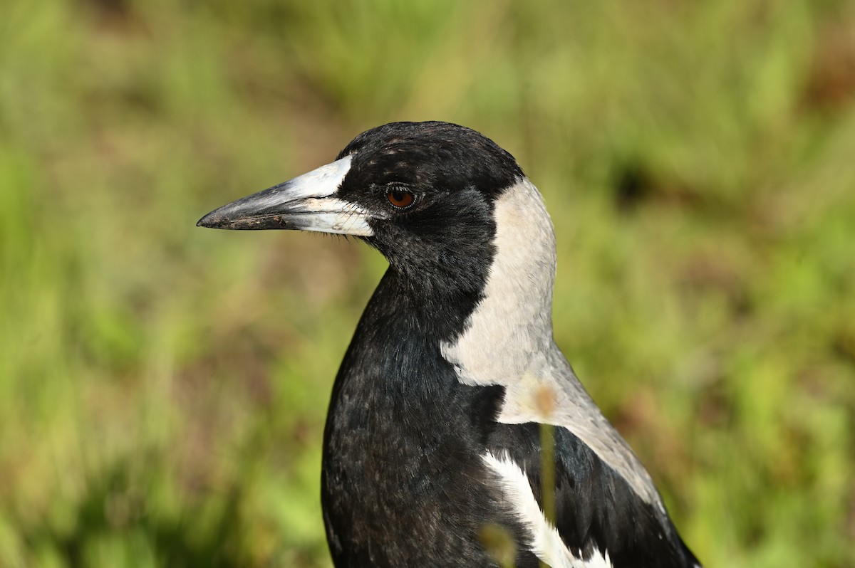 Cassican flûteur - ML644352761