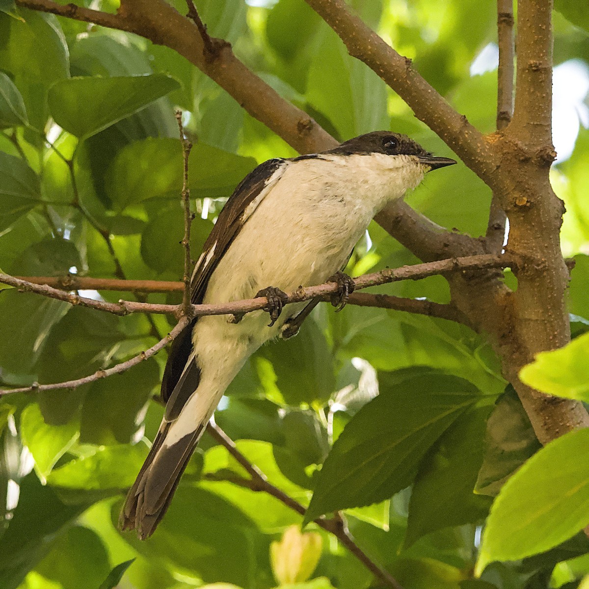 Fiscal Flycatcher - ML644352821