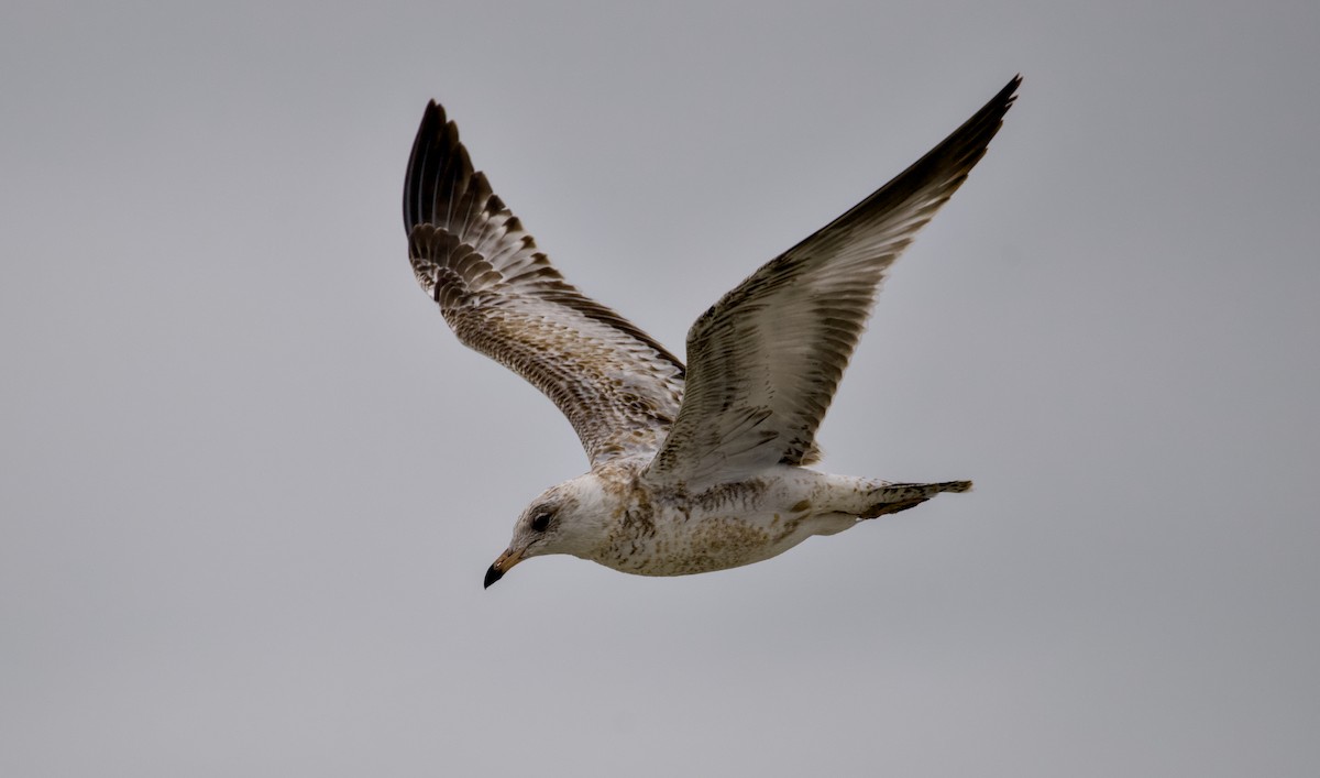 Ring-billed Gull - ML644352844