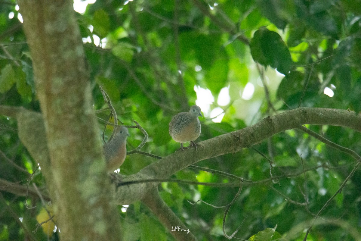 Zebra Dove - ML644352847