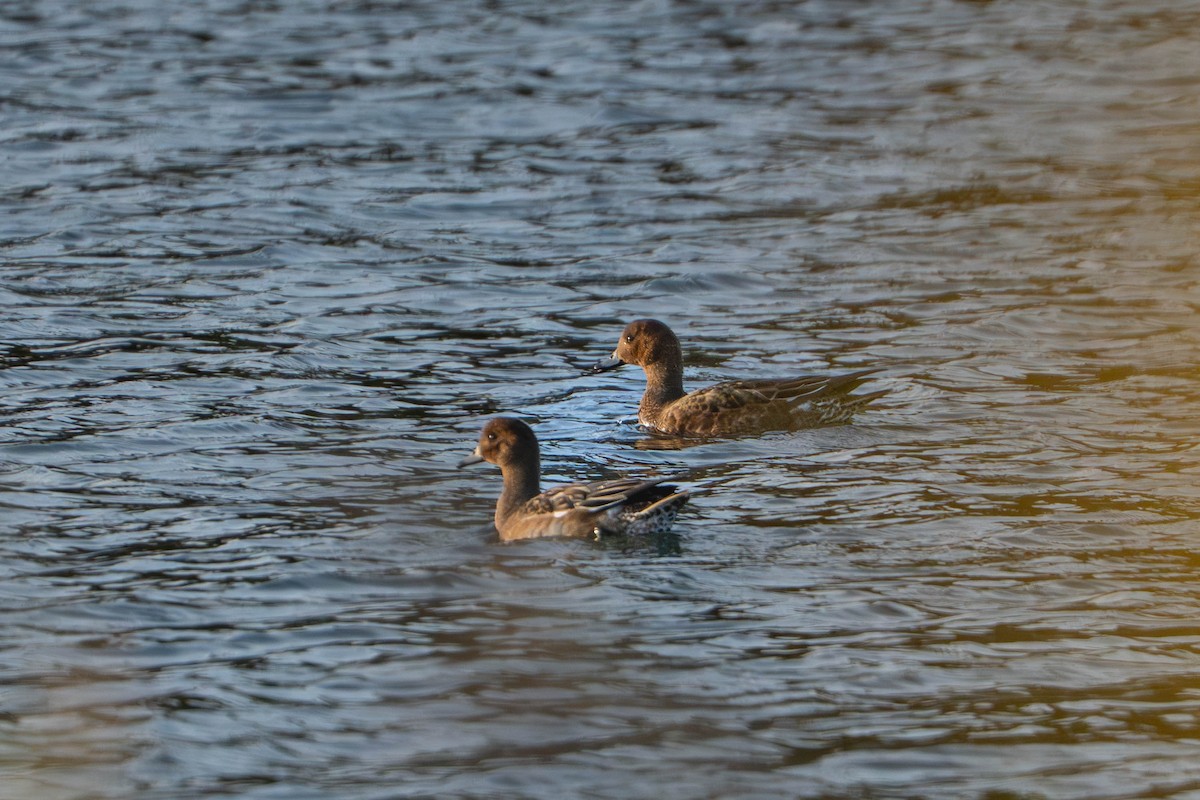 Зээрд нугас - ML644352850