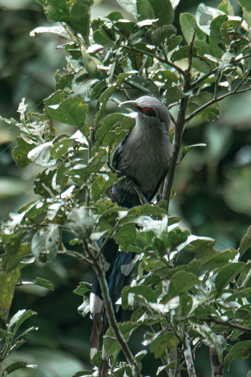 Green-billed Malkoha - ML644352853