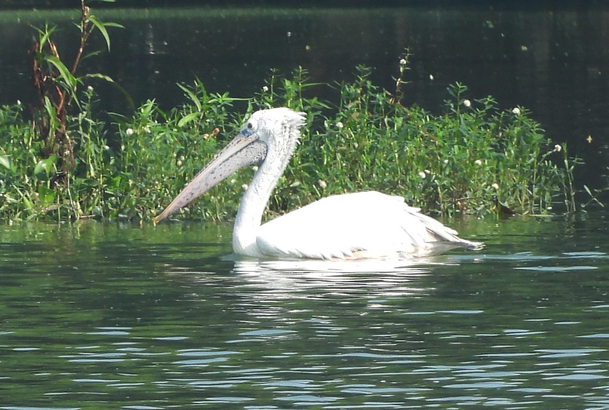 Spot-billed Pelican - ML644352854