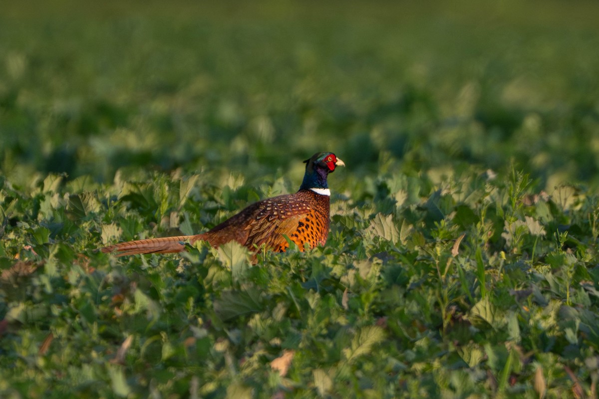 Зэрлэг гургуул - ML644352855