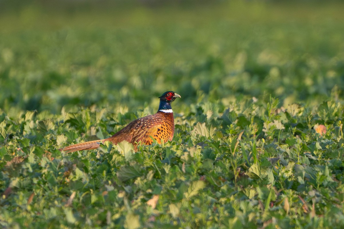 Зэрлэг гургуул - ML644352856