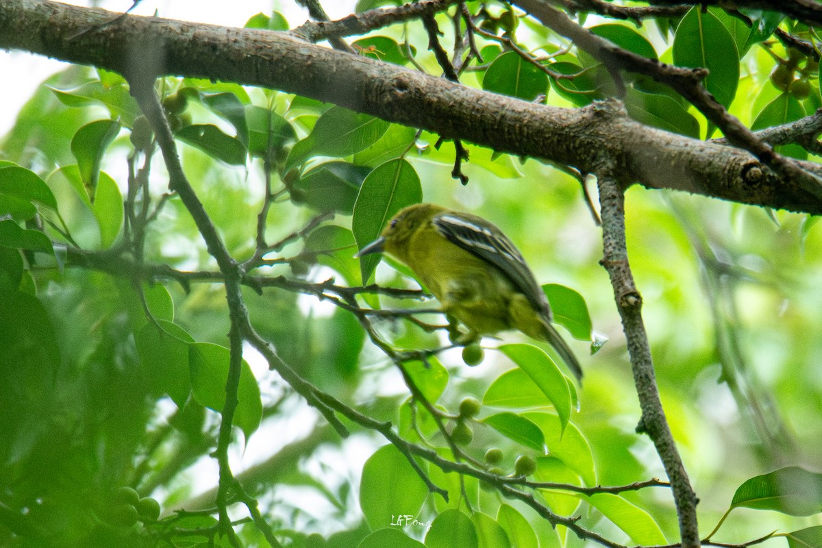 Common Iora - ML644352857