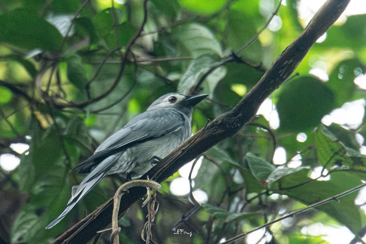 Үнсэн доронго - ML644352858