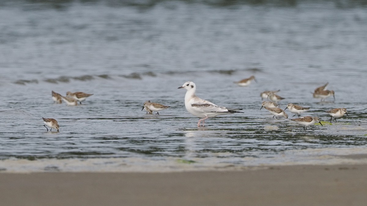 Bonaparte's Gull - ML644352859
