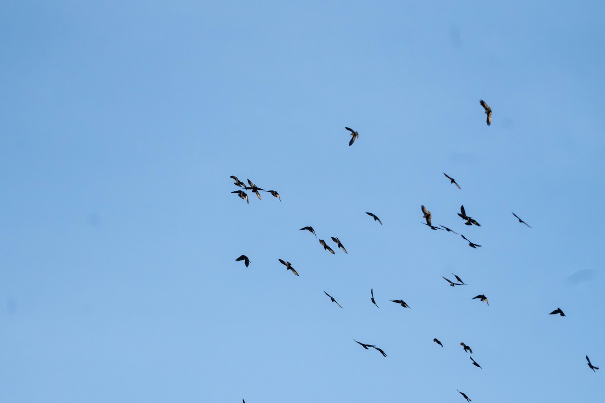 Харлаг хэрээ - ML644352860